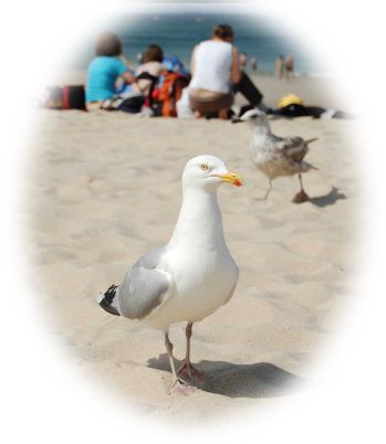 M&ouml;we
